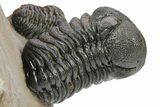 Tower Eyed Erbenochile Trilobite With Three Morocops #254077-6